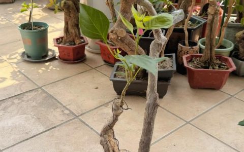 三角梅嫁接用什么树桩？5种高成活率砧木及精准操作指南