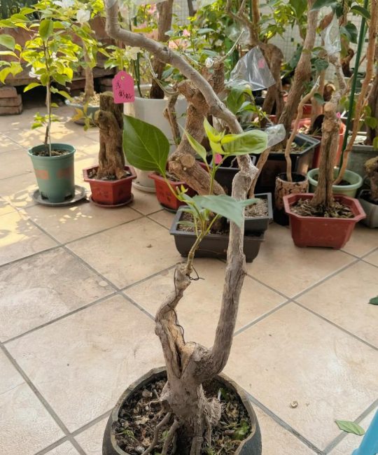 三角梅嫁接用什么树桩？5种高成活率砧木及精准操作指南