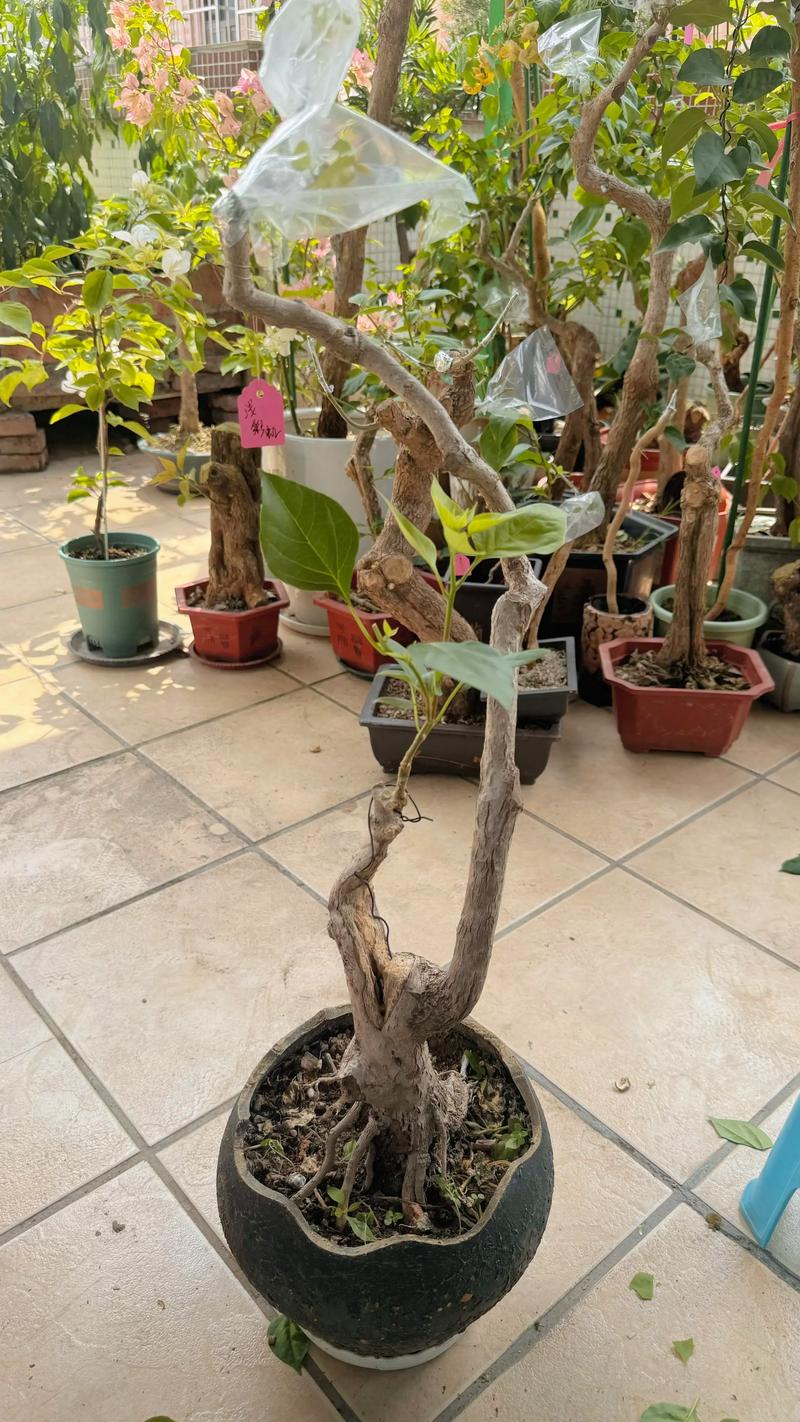 三角梅嫁接用什么树桩？5种高成活率砧木及精准操作指南