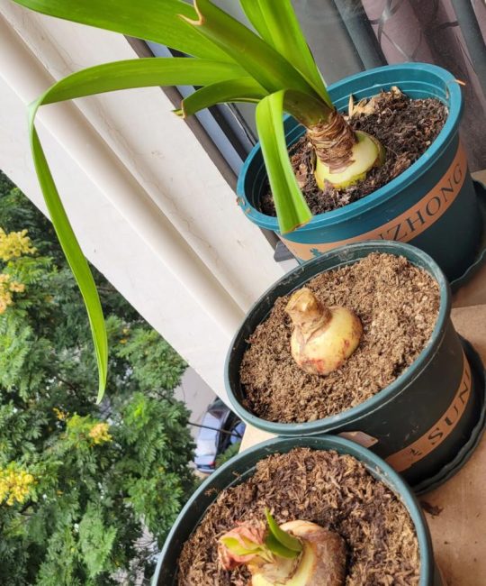 朱顶红种球夏季怎么浇水？掌握干湿节奏，避开烂球风险