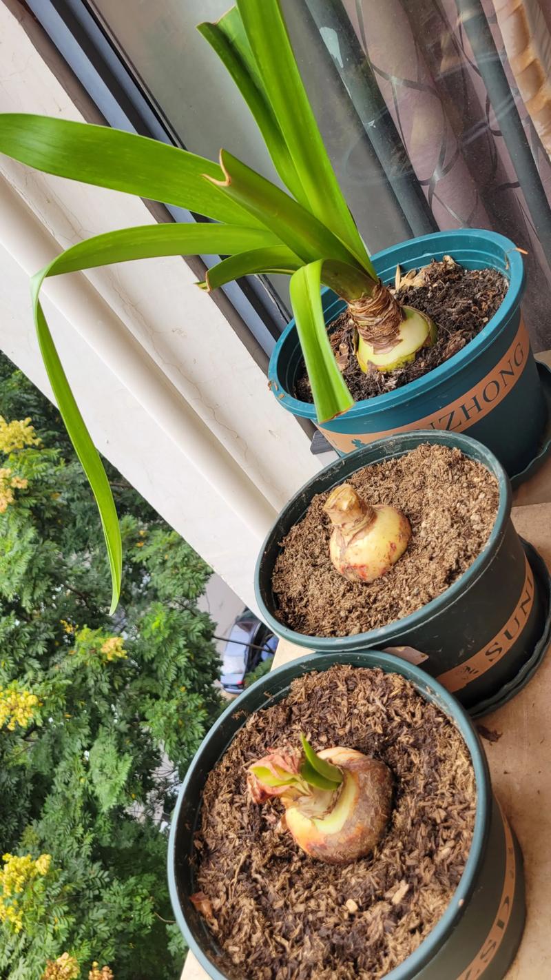 朱顶红种球夏季怎么浇水?掌握干湿节奏,避开烂球风险 朱顶红种球夏季怎么浇水?掌握干湿节奏,避开烂球风险