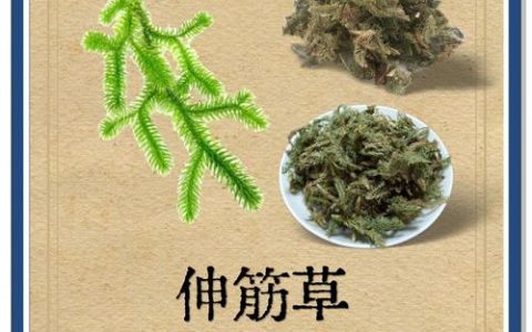 伸筋草价格多少钱一斤？规格、产地、季节影响报价