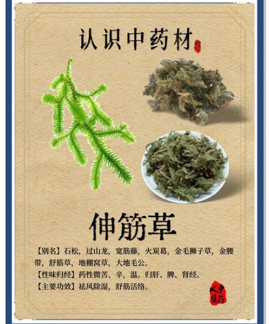 伸筋草价格多少钱一斤？规格、产地、季节影响报价