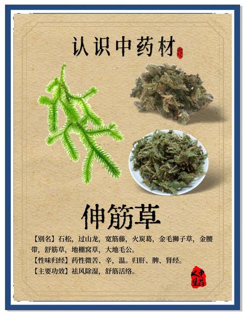 伸筋草价格多少钱一斤？规格、产地、季节影响报价