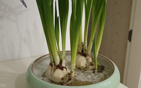 水仙适合室内种植吗？全面解析水仙的室内养护指南