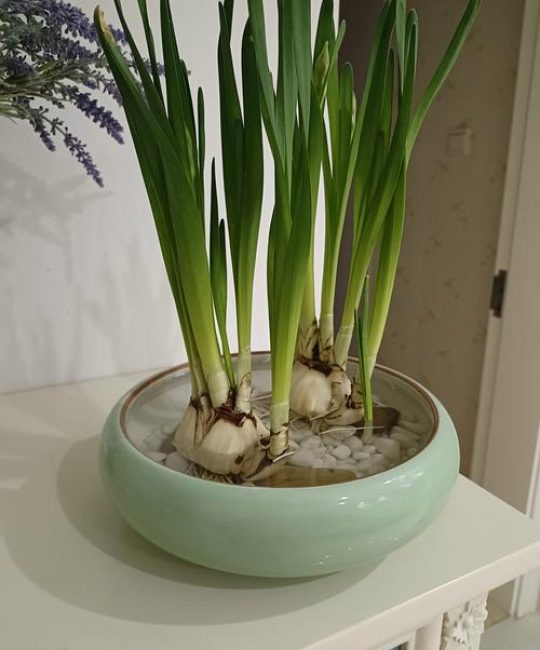 水仙适合室内种植吗？全面解析水仙的室内养护指南