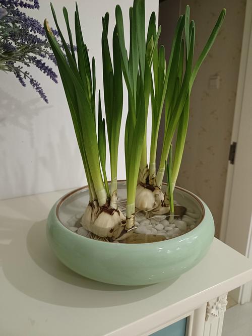 水仙适合室内种植吗？全面解析水仙的室内养护指南