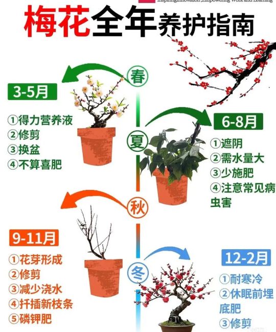 红梅 vs 莲花：从植物学角度的一次彻头彻尾的对比