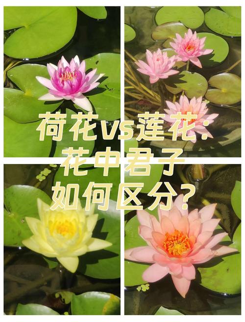 三、逻辑解释与差异根源
