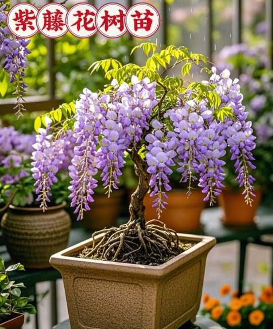 紫藤花阳台怎么种？从选盆到成活的完整盆栽指南