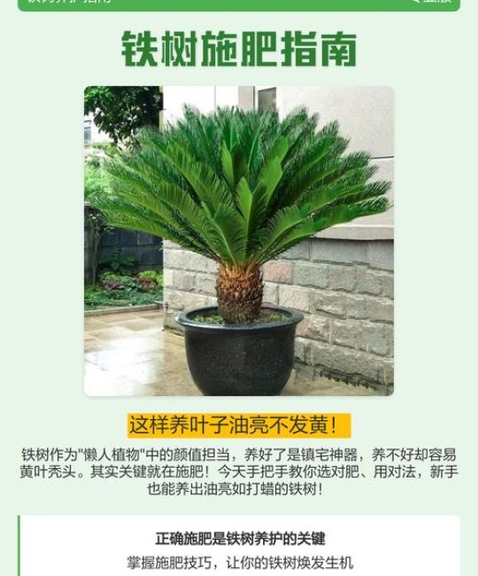 铁树养护全攻略：如何施肥才能长得更快？