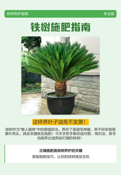 浇水：干透浇透，是铁树最安全的浇水方式