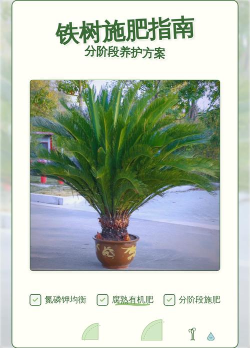施肥：薄肥勤施，是促进铁树生长的关键