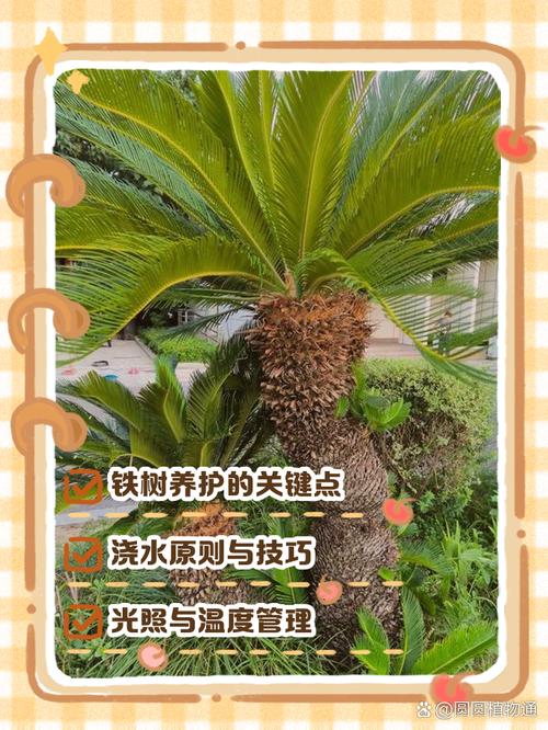 越冬越夏：温度管理，是铁树安全过冬与度夏的保障