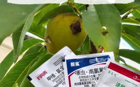 枇杷树干有虫蛀洞的快速清除与防治方法