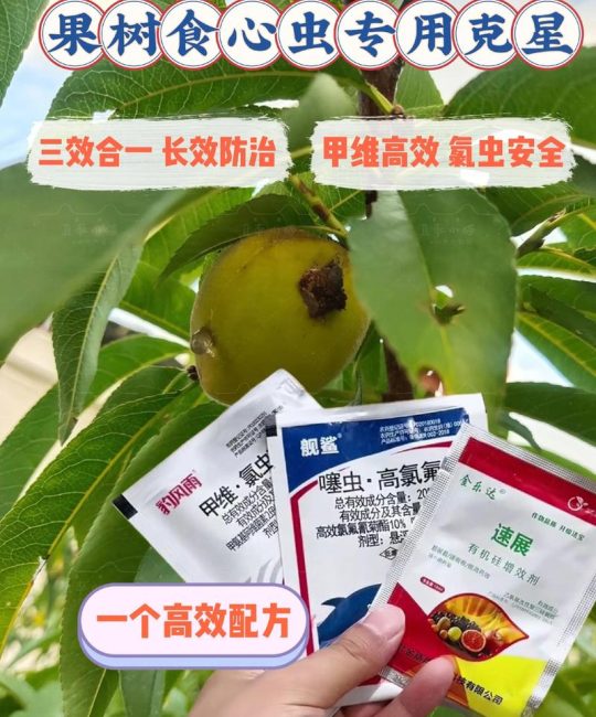 枇杷树干有虫蛀洞的快速清除与防治方法