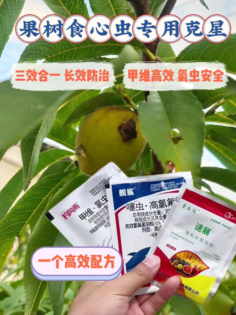 枇杷树干有虫蛀洞的快速清除与防治方法 枇杷树干有虫蛀洞的快速清除与防治方法