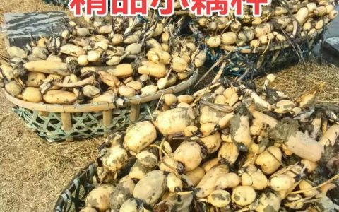 莲藕品种怎么选？2026年鄂莲5号、鄂莲6号、苏州花藕6维度对比