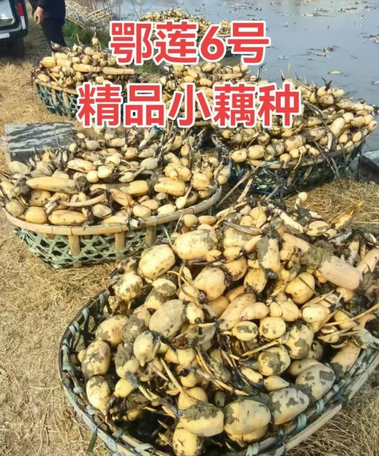 莲藕品种怎么选？2026年鄂莲5号、鄂莲6号、苏州花藕6维度对比
