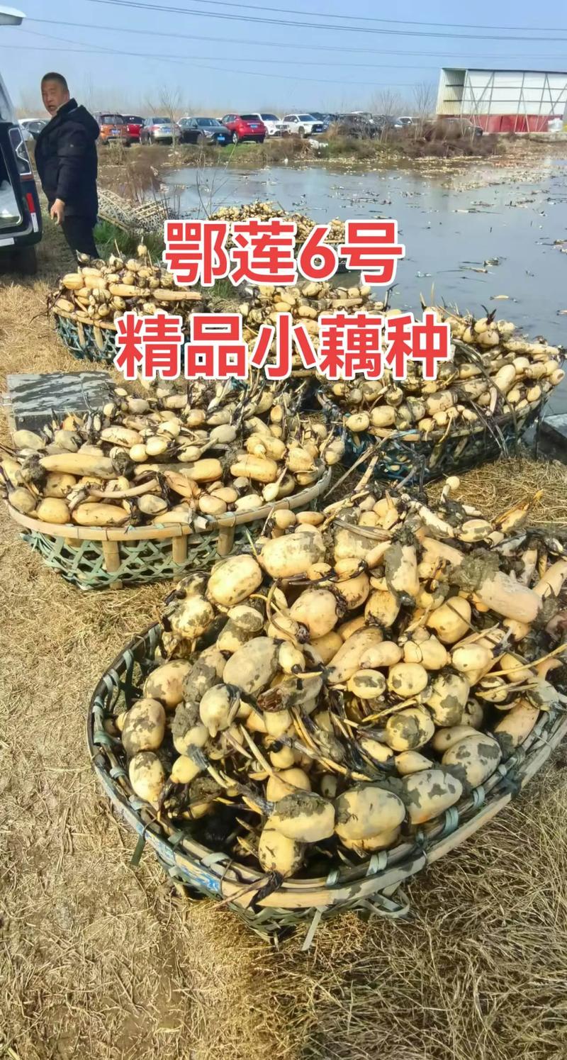结论前置：不同场景选不同品种