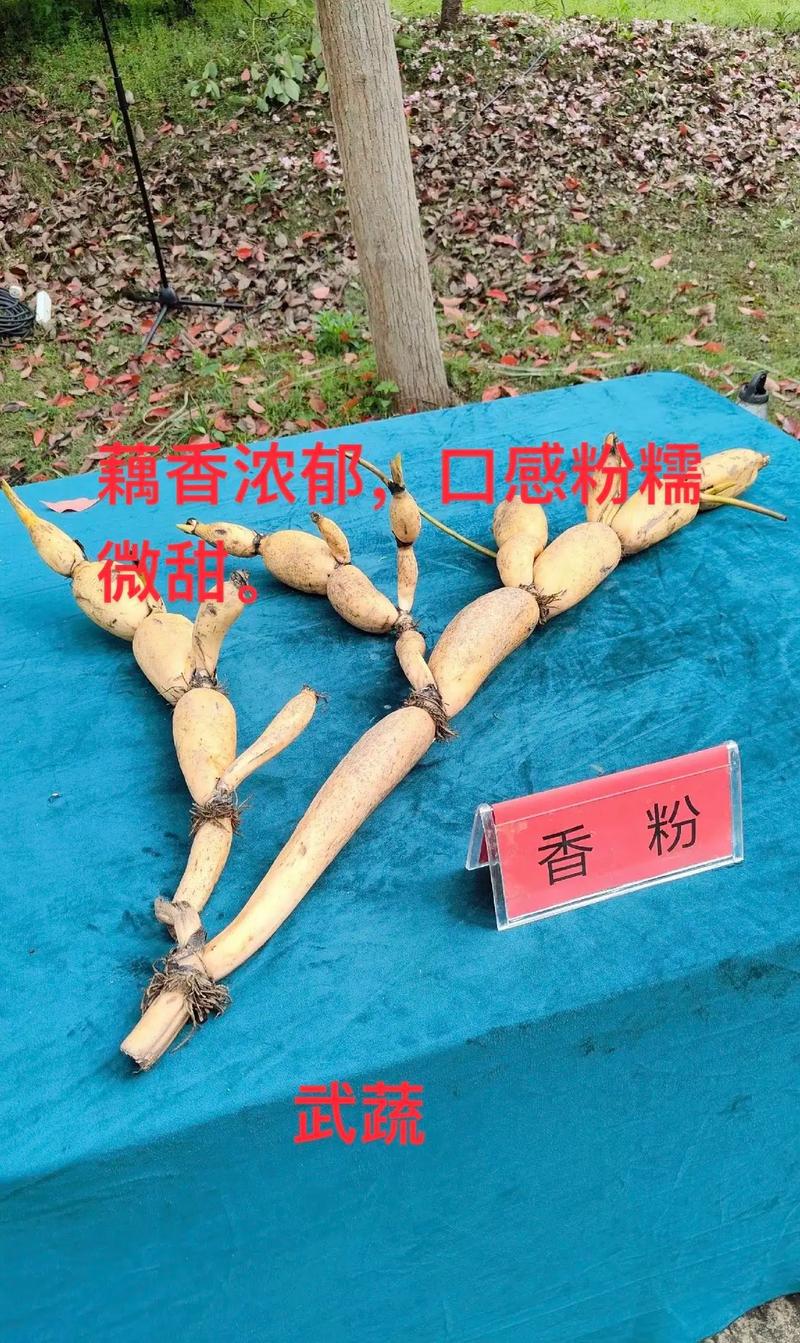 2026年三大莲藕品种6维度对比表