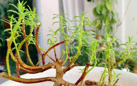 太阳花开过花后要修剪吗？花后养护全攻略，让花开不断