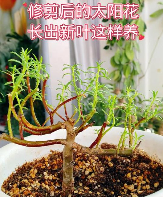 太阳花开过花后要修剪吗？花后养护全攻略，让花开不断
