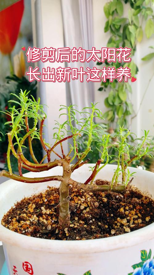 太阳花开过花后要修剪吗?花后养护全攻略,让花开不断 太阳花开过花后要修剪吗?花后养护全攻略,让花开不断
