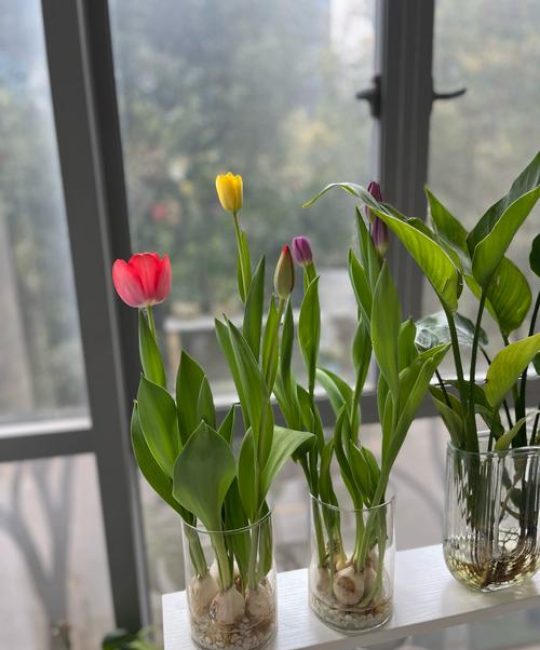 郁金香是水生植物吗？权威解答与栽培误区全解析