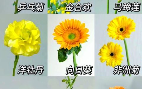 秋季种什么花卉最好？这3种耐寒观花植物让你冬春花开不断