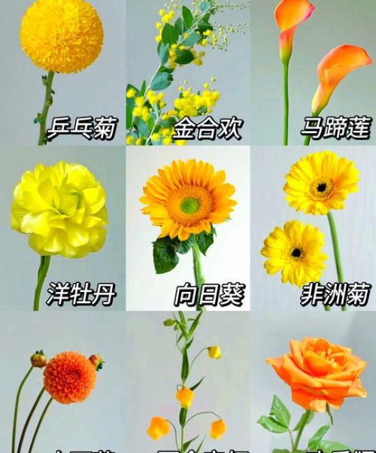 秋季种什么花卉最好？这3种耐寒观花植物让你冬春花开不断