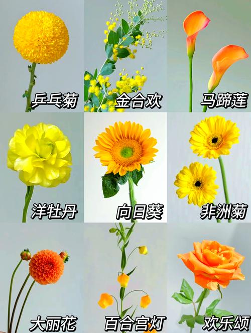 秋季种什么花卉最好?这3种耐寒观花植物让你冬春花开不断 秋季种什么花卉最好?这3种耐寒观花植物让你冬春花开不断