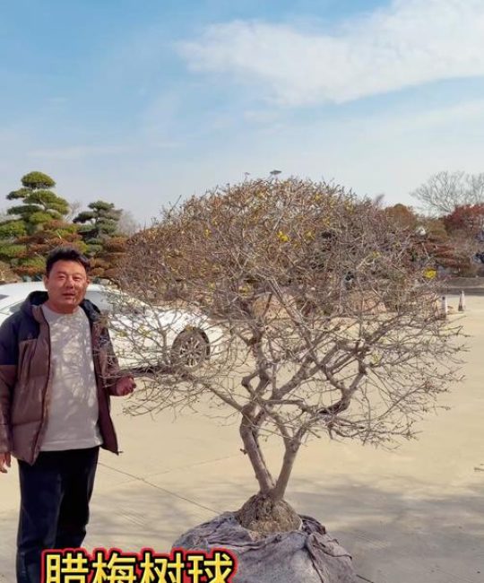 腊梅可以种院子里吗？手把手教你庭院地栽与盆栽全攻略
