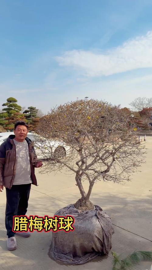 腊梅可以种院子里吗?手把手教你庭院地栽与盆栽全攻略 腊梅可以种在院子里吗?——来自种植技术专家的全面解答