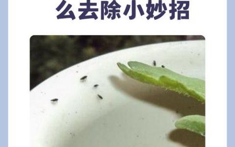 种花有小飞虫怎么办？家庭防治小飞虫的6种有效方法