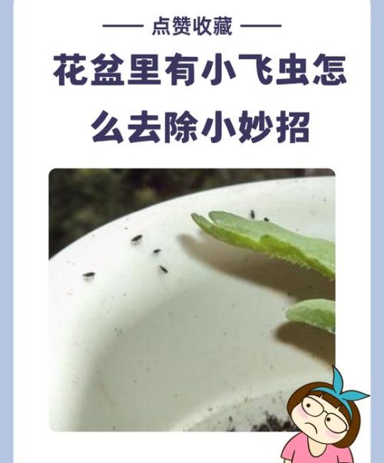 种花有小飞虫怎么办？家庭防治小飞虫的6种有效方法