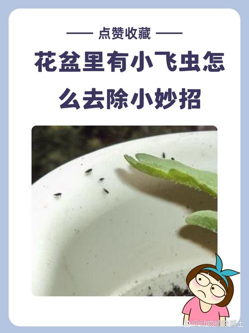种花有小飞虫怎么办?家庭防治小飞虫的6种有效方法 种花有小飞虫怎么办?家庭防治小飞虫的6种有效方法