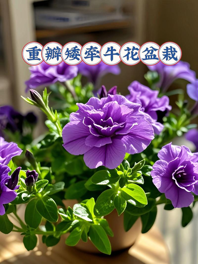 重瓣矮牵牛养殖全攻略:浇水施肥与修剪技巧 重瓣矮牵牛养殖全攻略:浇水施肥与修剪技巧