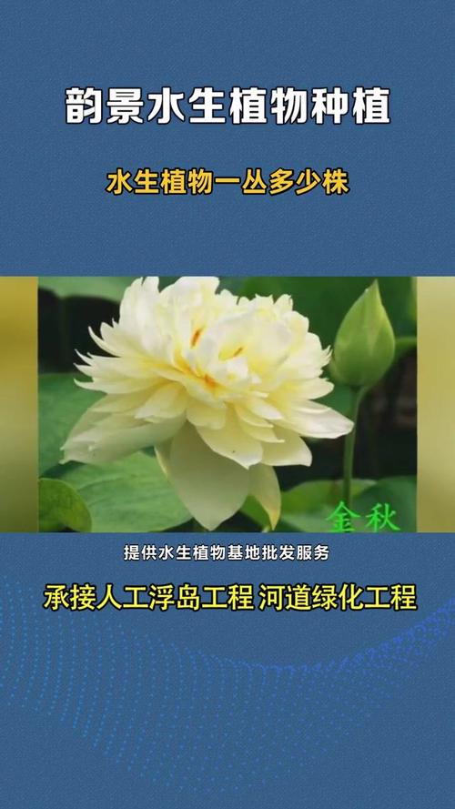 水生植物栽植密度:一丛究竟多少株?核心规格与实用指南 不同水生植物“一丛多少株”的密度速查表
