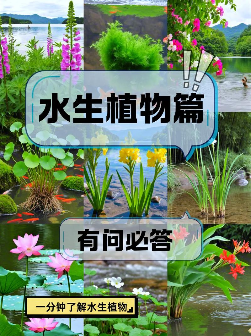 水生植物栽植密度:一丛究竟多少株?核心规格与实用指南 采购水生植物时,规格该选多大?