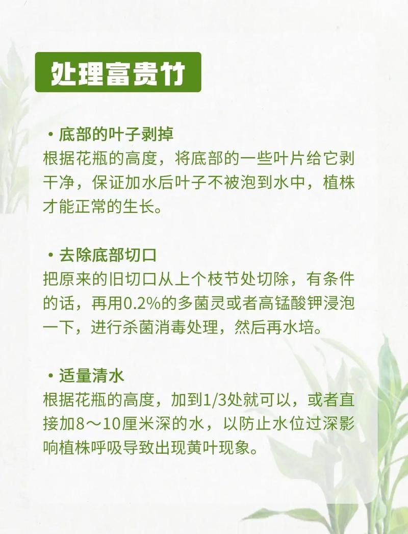 水生植物栽植密度:一丛究竟多少株?核心规格与实用指南 FAQ:关于水生植物栽植密度的常见问题