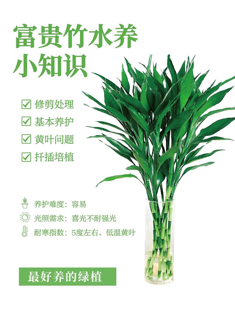 二、形态特征：外表“木化”的假象
