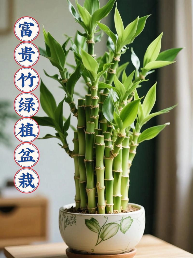 三、常见品种与养护误区澄清