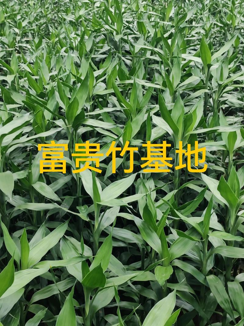 四、家庭养护要点：让它节节高升