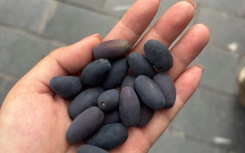 桂花籽的多种用途：从播种繁殖到生活妙用