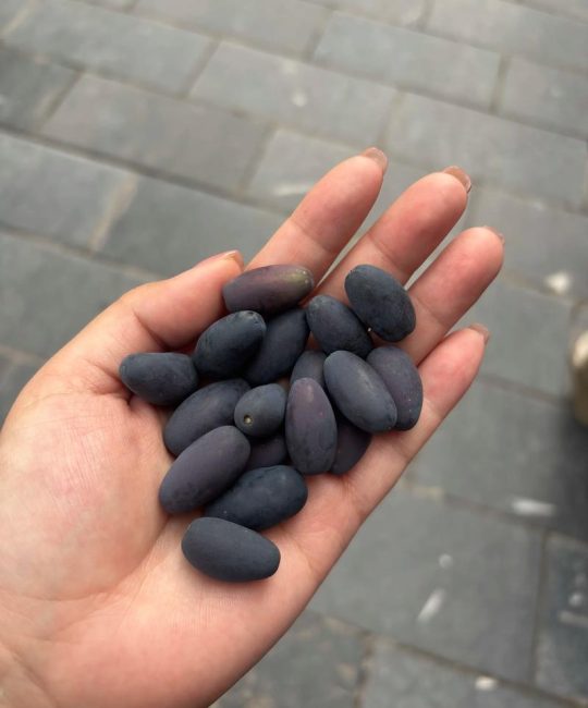 桂花籽的多种用途：从播种繁殖到生活妙用