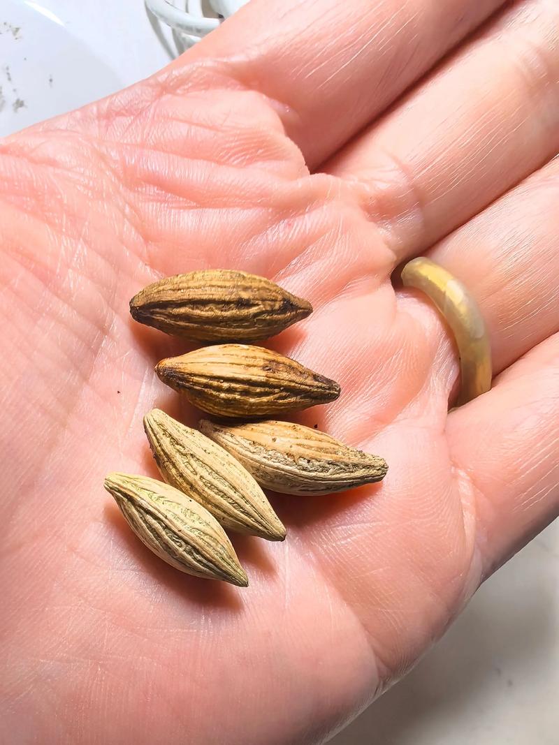 桂花籽的多种用途:从播种繁殖到生活妙用 二、桂花籽的播种繁殖——最核心的园艺用途