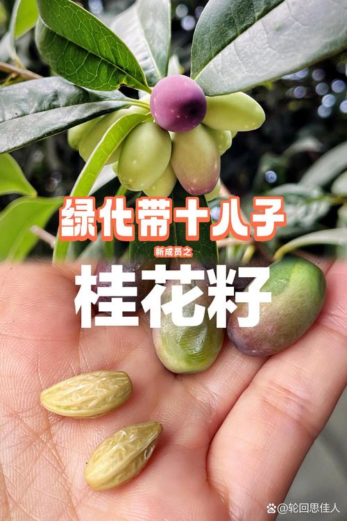 桂花籽的多种用途:从播种繁殖到生活妙用 三、桂花籽的药用价值
