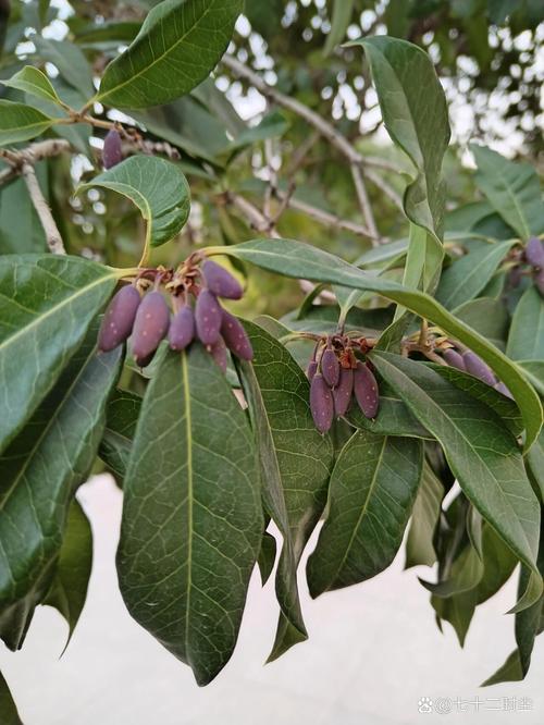 桂花籽的多种用途:从播种繁殖到生活妙用 五、桂花籽的手工艺品