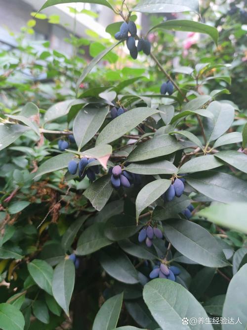 桂花籽的多种用途:从播种繁殖到生活妙用 四、桂花籽的食用与生活妙用